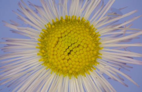 Free Closeup of amazing gentle blue spring daisy flower with thin white petals and yellow pestle against blue background Stock Photo