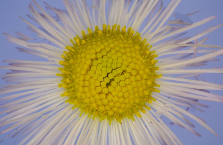 Tender Robin S Plantain White Flower