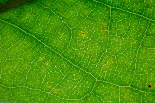 Background of natural fresh green leaf with abstract texture and small black spots