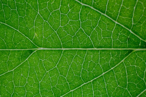 Free Closeup of abstract texture of fresh green leaf with stripes and veins as background Stock Photo