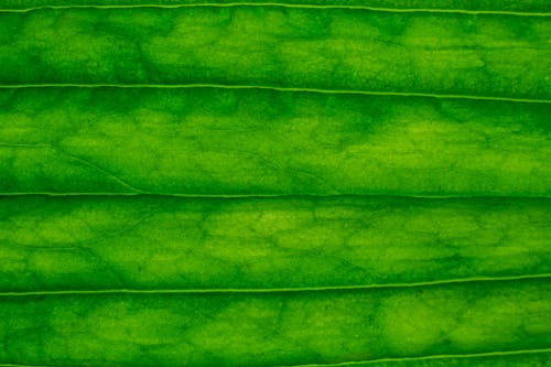 Top view of bright green fresh leaf texture with striped pattern as abstract background