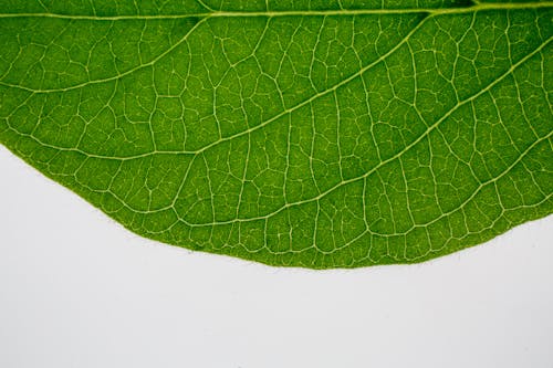Textured surface of organic green leaf