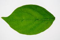 Top view underside of fresh green leaf of Lonicera maackii shrub isolated on white background