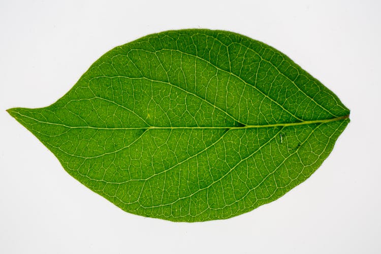 Leaf Texture Of Amur Honeysuckle Plant