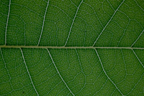 Macro of textured veins and lines of natural plant green leaf pattern as abstract background