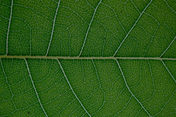 Abstract Veins Of Fresh Green Leaf