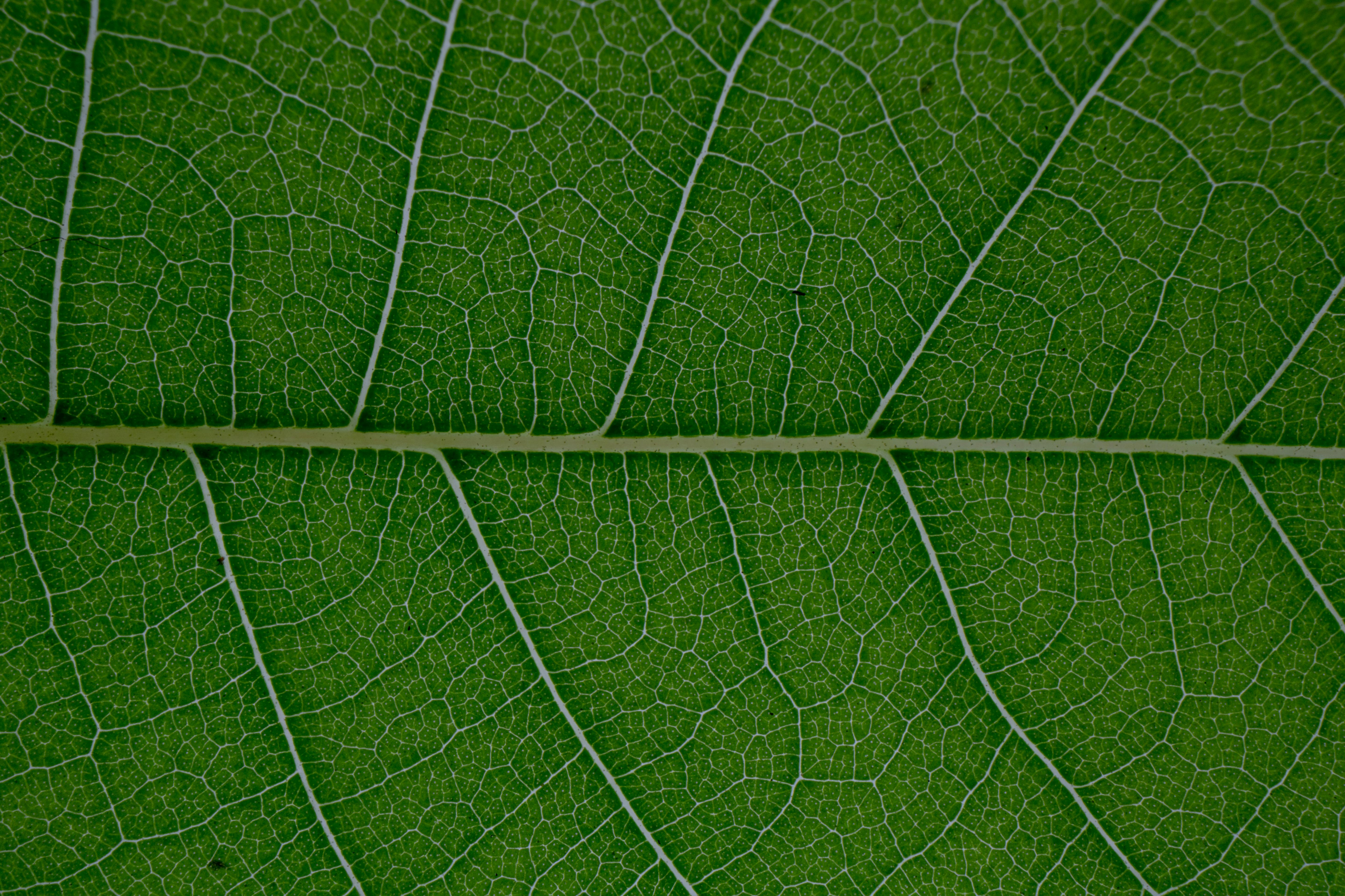 R\u00e9sum\u00e9 Des Veines De Feuille Verte Fra\u00eeche \u00b7 Photo gratuite
