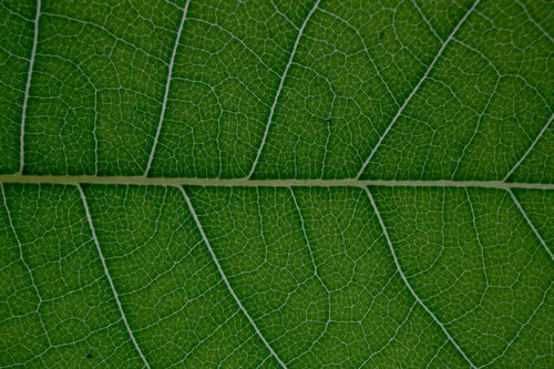 Free Macro of textured veins and lines of natural plant green leaf pattern as abstract background Stock Photo