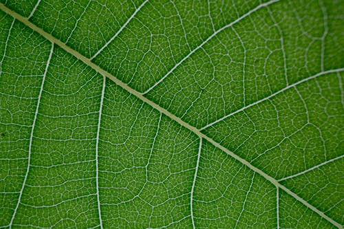Free Macro structure of textured green leaf Stock Photo