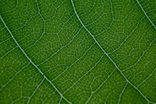 Pattern of underside of natural green leaf