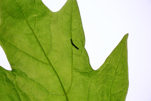 Fresh green leaf of maple tree