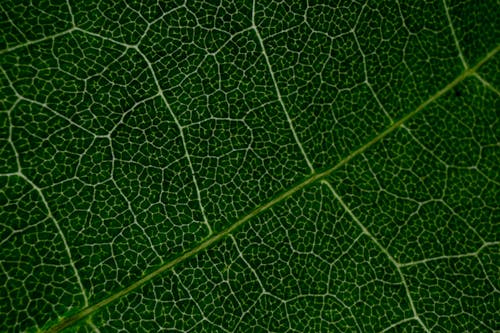 Macro texture of abstract pattern of natural fresh green plant leaf as background