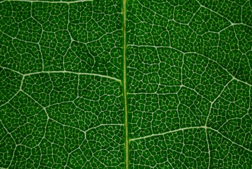 Macro texture of health green leaf underside