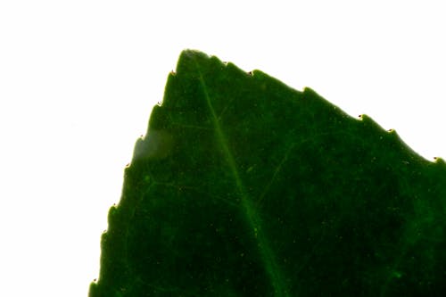 Closeup detail of green leaf of Melicytus ramiflorus with textured edges against white background