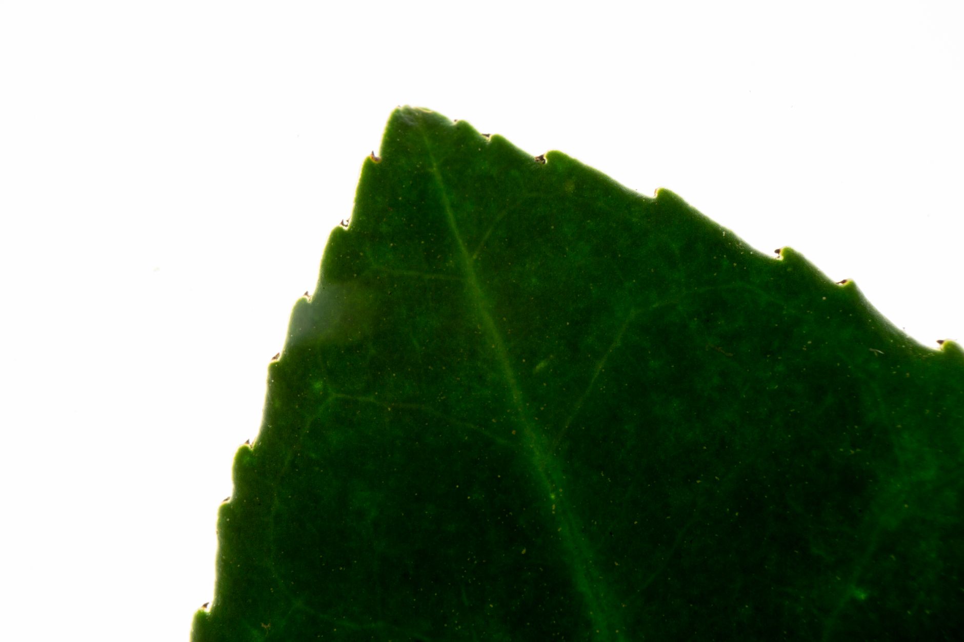 The Leaf Temperature Trick Most Growers Skip