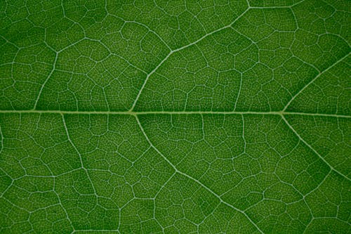 Macro veins of textured surface of green leaf