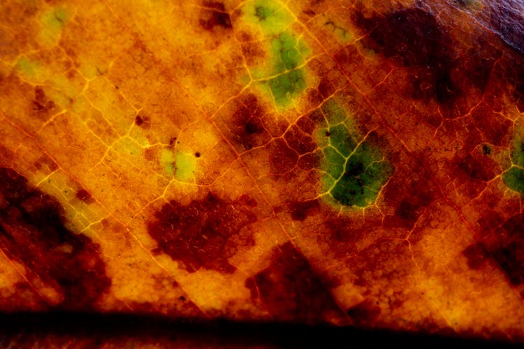 Macro Multicolored Autumn Leaf Abstract Surface