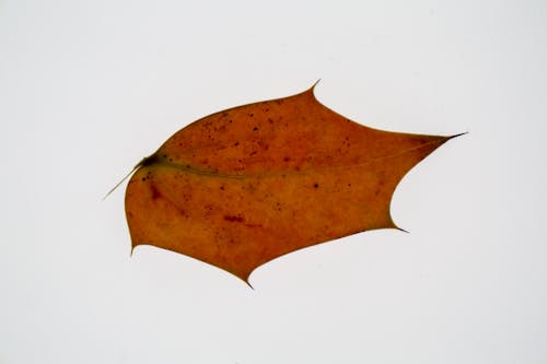 Fallen autumn maple leaf on white background