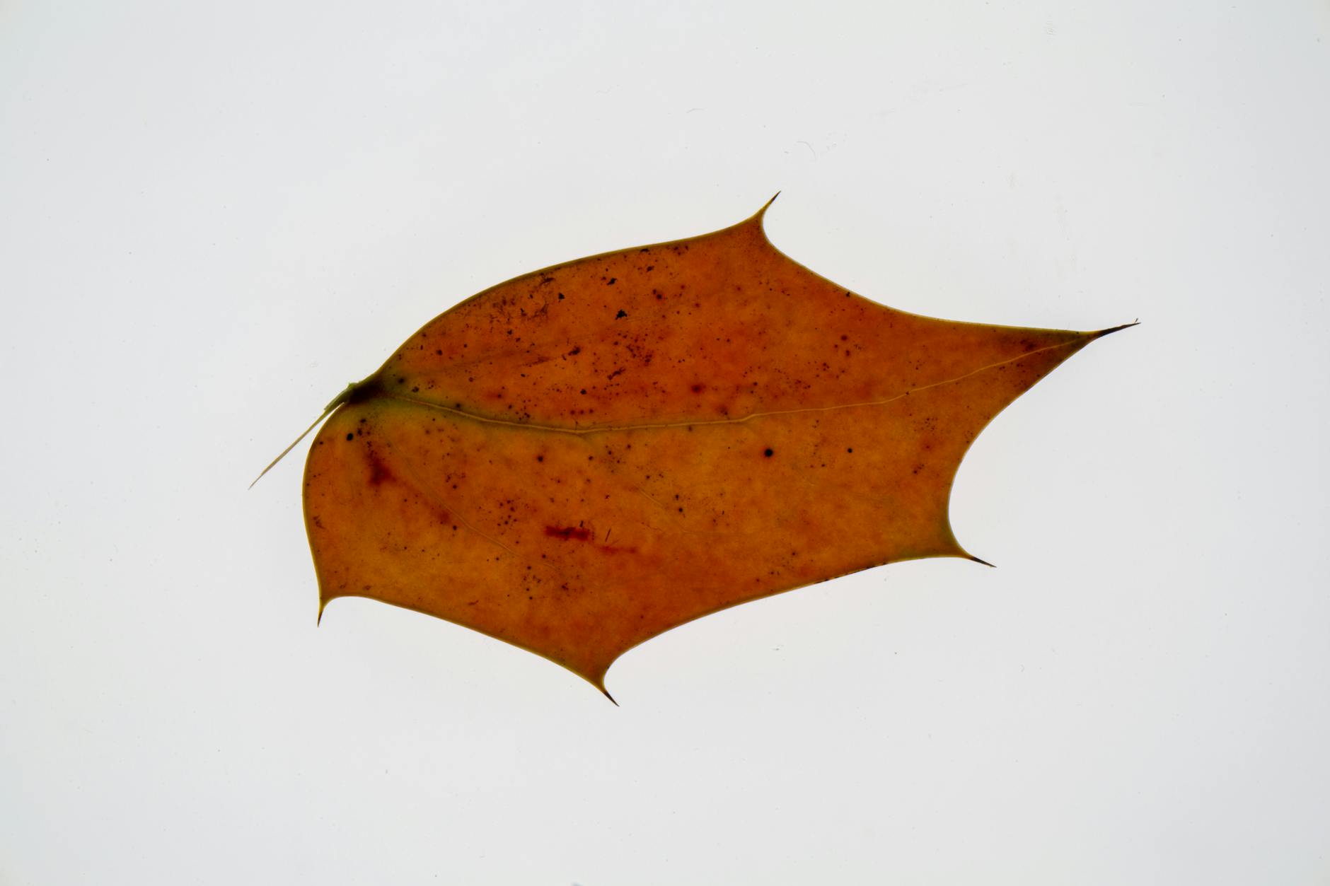 Fallen autumn maple leaf on white background