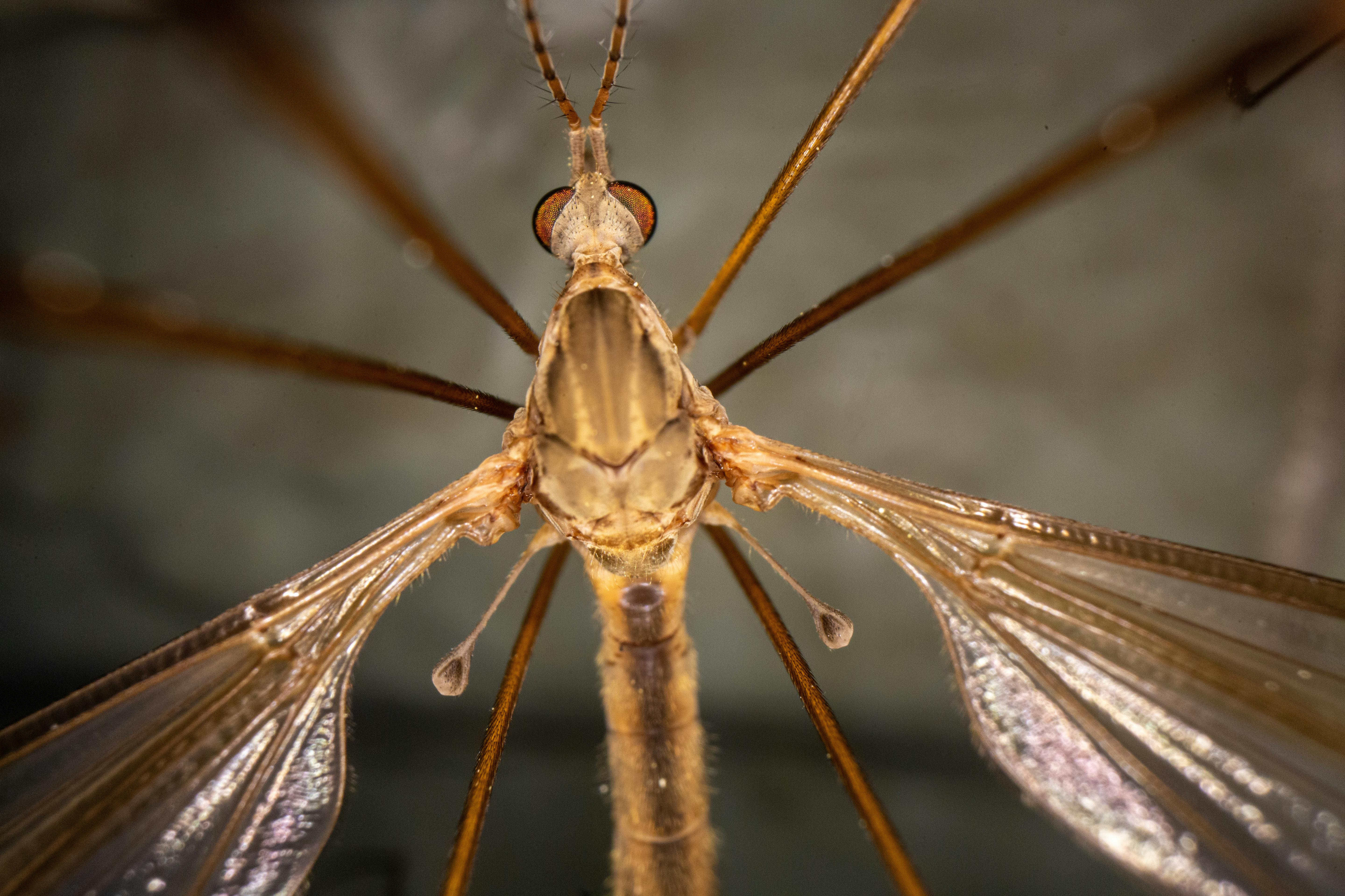 Crane fly with shiny wings and long legs, a common sight in residential areas