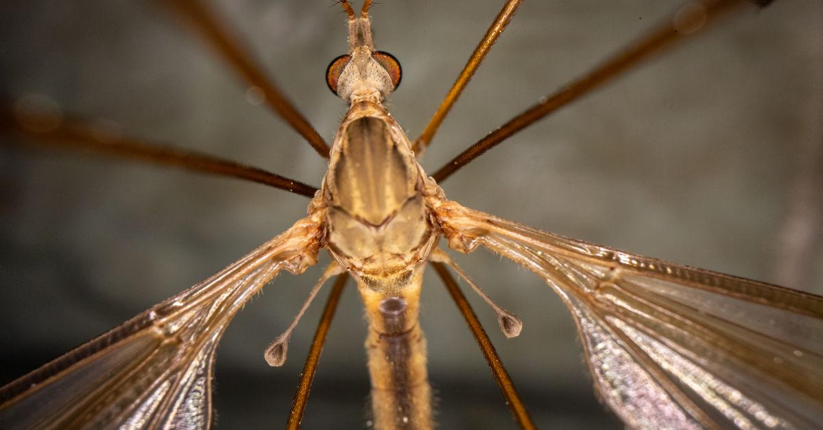How Does Mosquito Control Reduce Dengue Cases