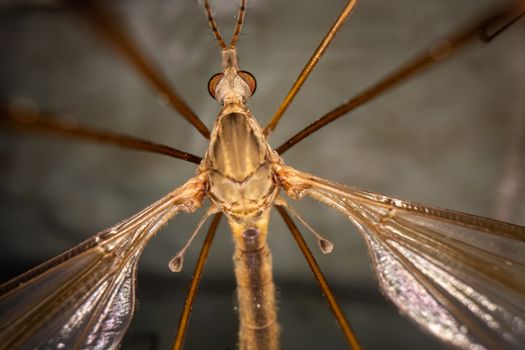 From below closeup of herbivorous insect with transparent wings and long antennae with big eyes