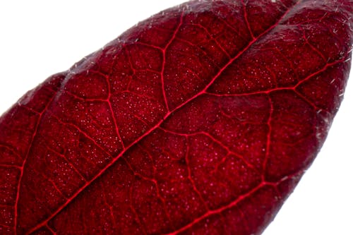 Free Closeup huge maroon colored leaf with small veins across on white background Stock Photo