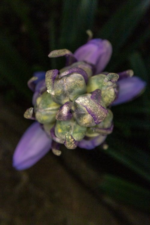 Purple Flower Bud in Close Up Photography