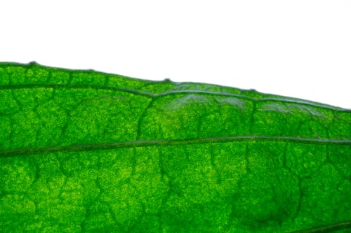 Green Leaf With White Background