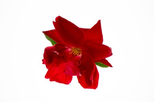 Free Close-up of a vibrant red flower blossom isolated against a stark white background. Stock Photo