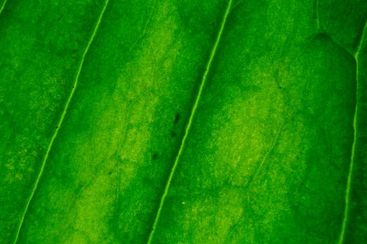 Green Leaf in Close Up Photography