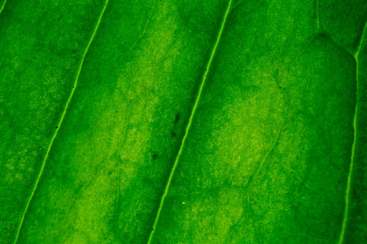 close up macro shot of a green leaf showing its detailed veins and tex
