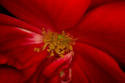 Red Flower in Macro Shot