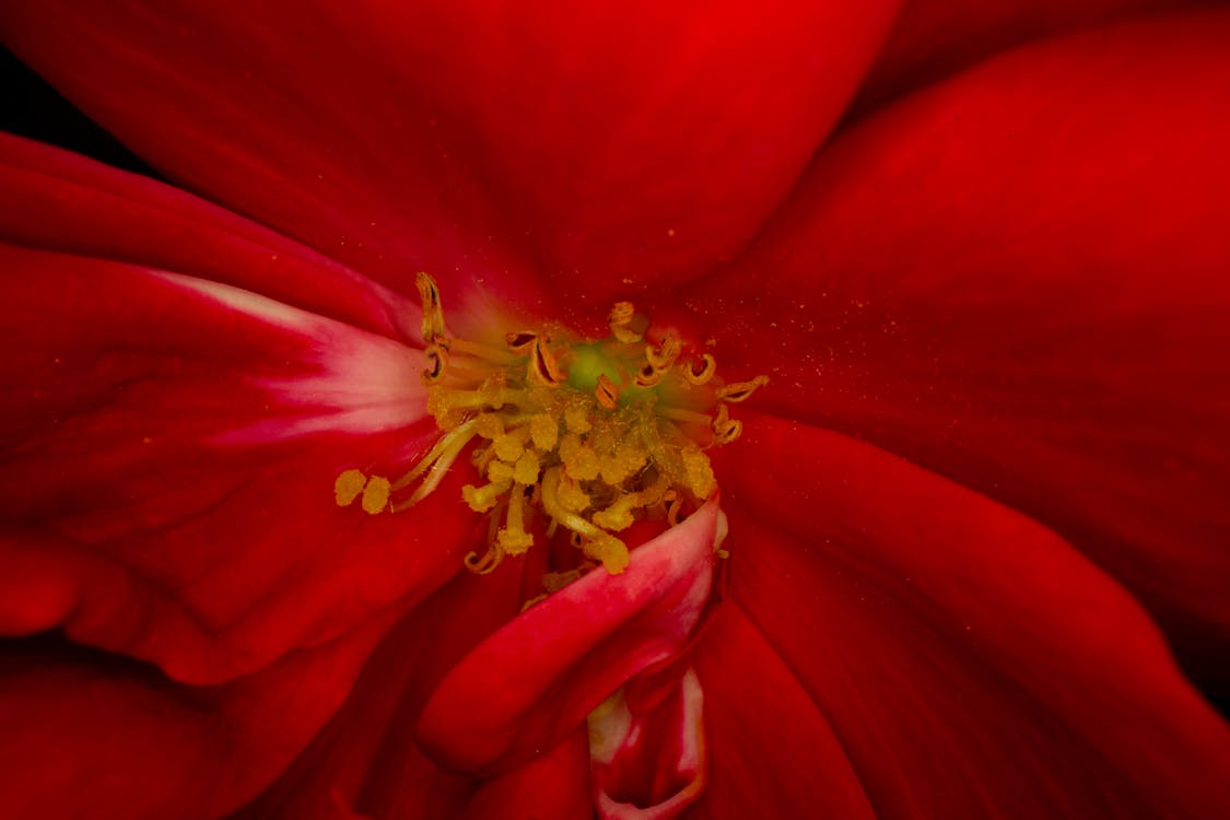 Gratis lagerfoto af blomst, blomstrende, delikat