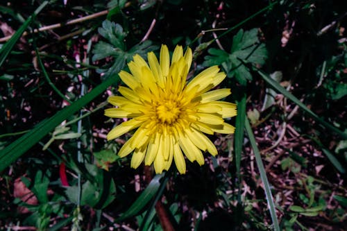 Close-Up Photo Of Yellow Sunflower