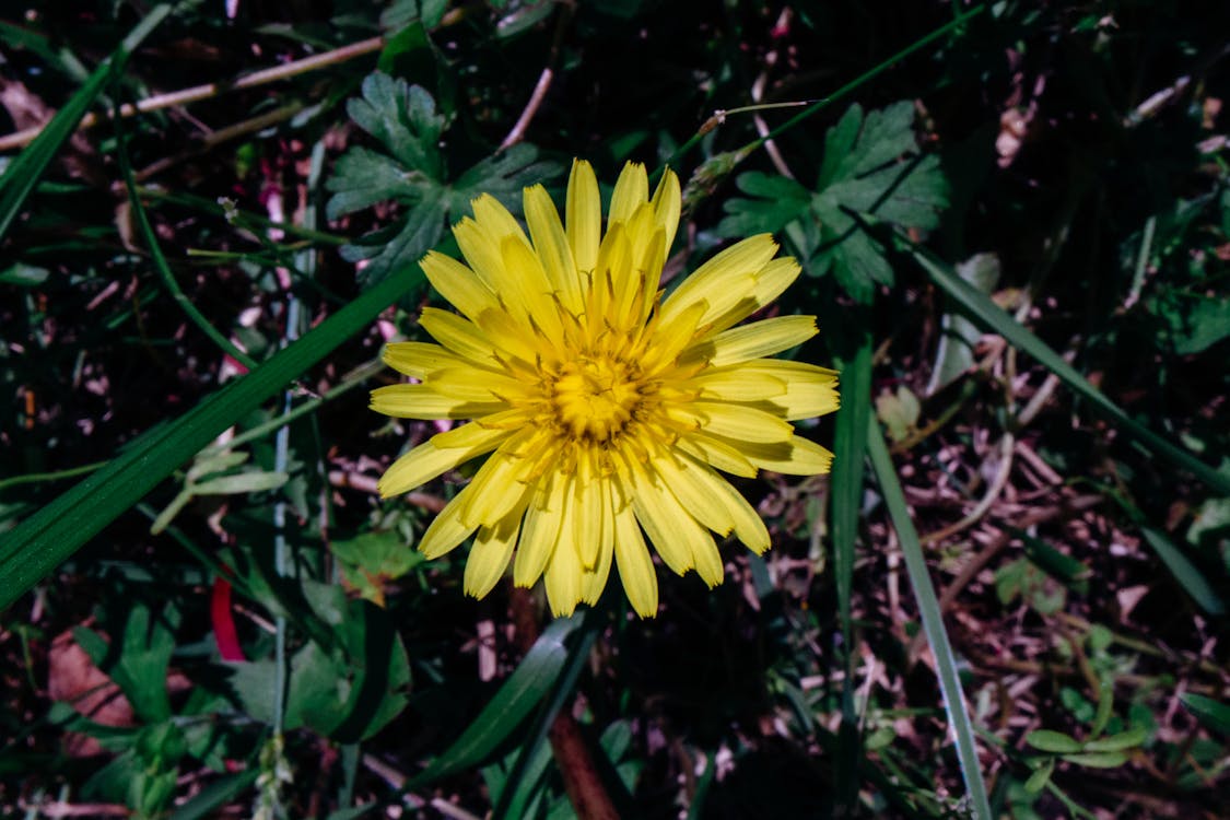 Close-Up Photo Of Yellow Sunflower