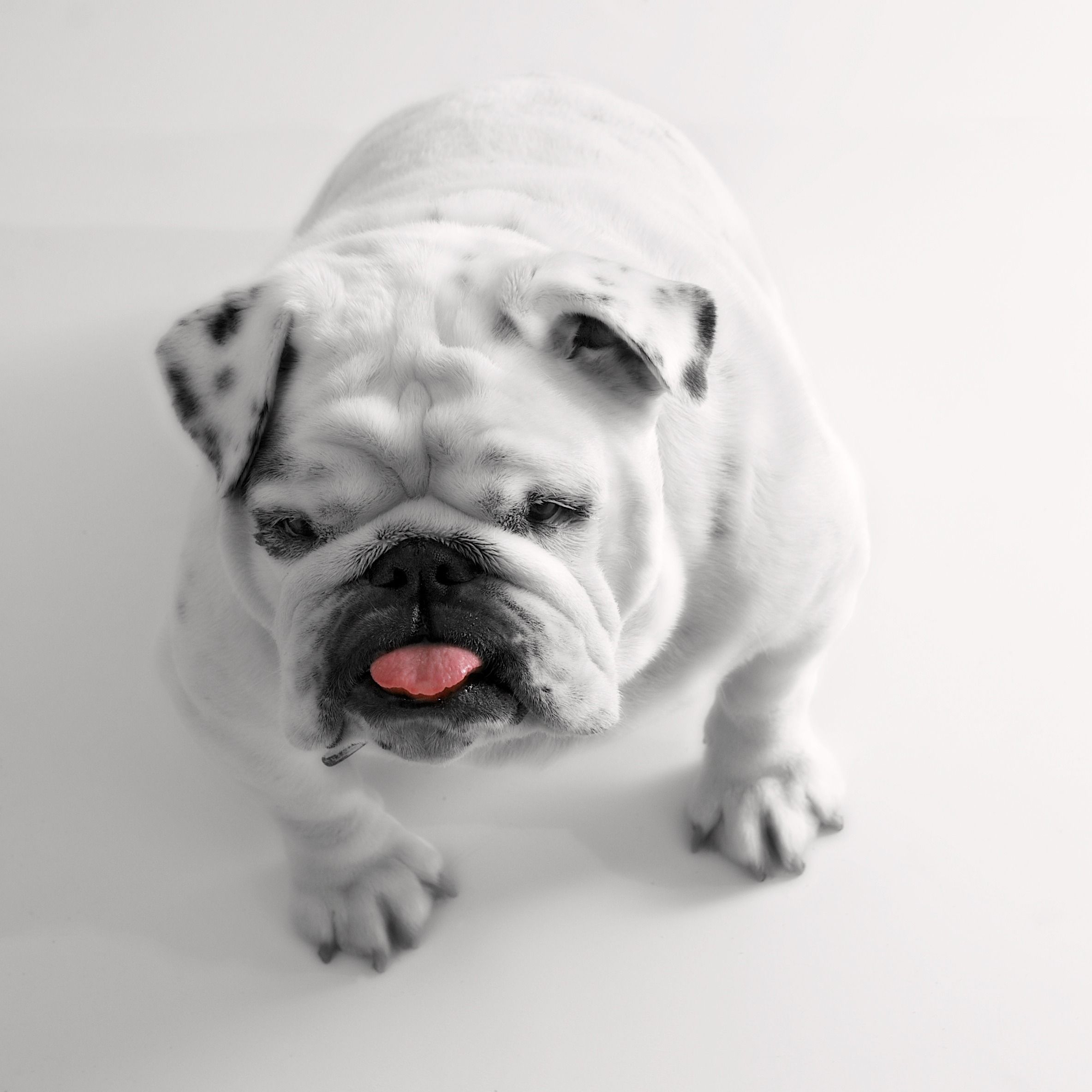 Bulldog Playing Outside