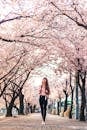 一名女子在首尔的樱花下行走，捕捉春天如画的季节之美