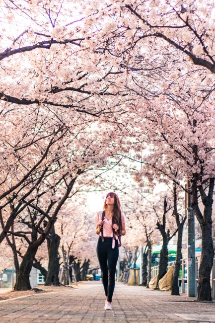 Woman walking under cherry blossoms in Seoul during spring. A picturesque scene capturing seasonal beauty.