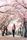 cherry blossom