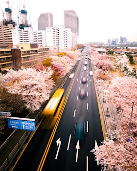 A vibrant expressway in Seoul lined with blooming cherry blossoms capturing urban life and nature.