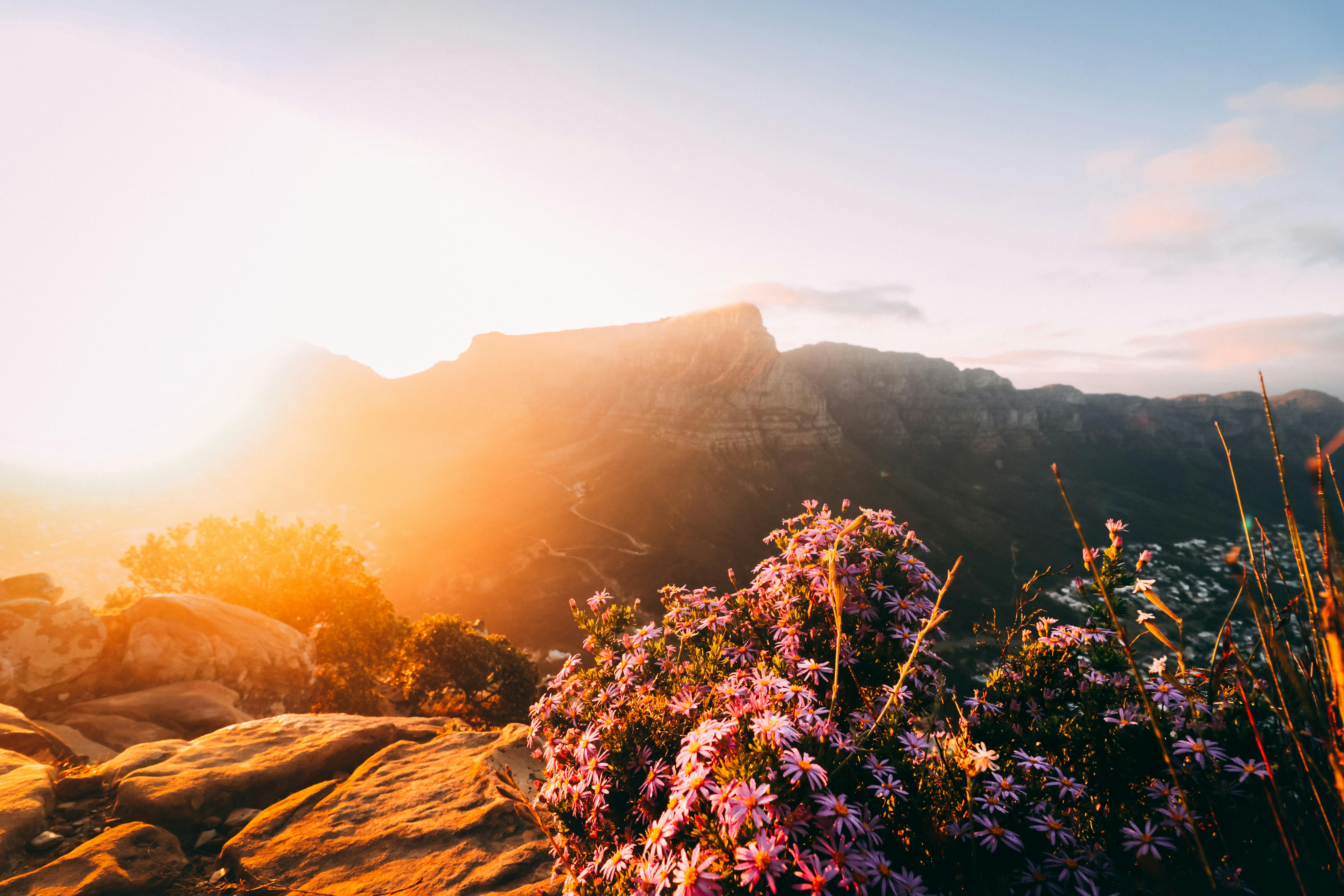 Free Sunset Over Mountain and Flowers Stock Photo