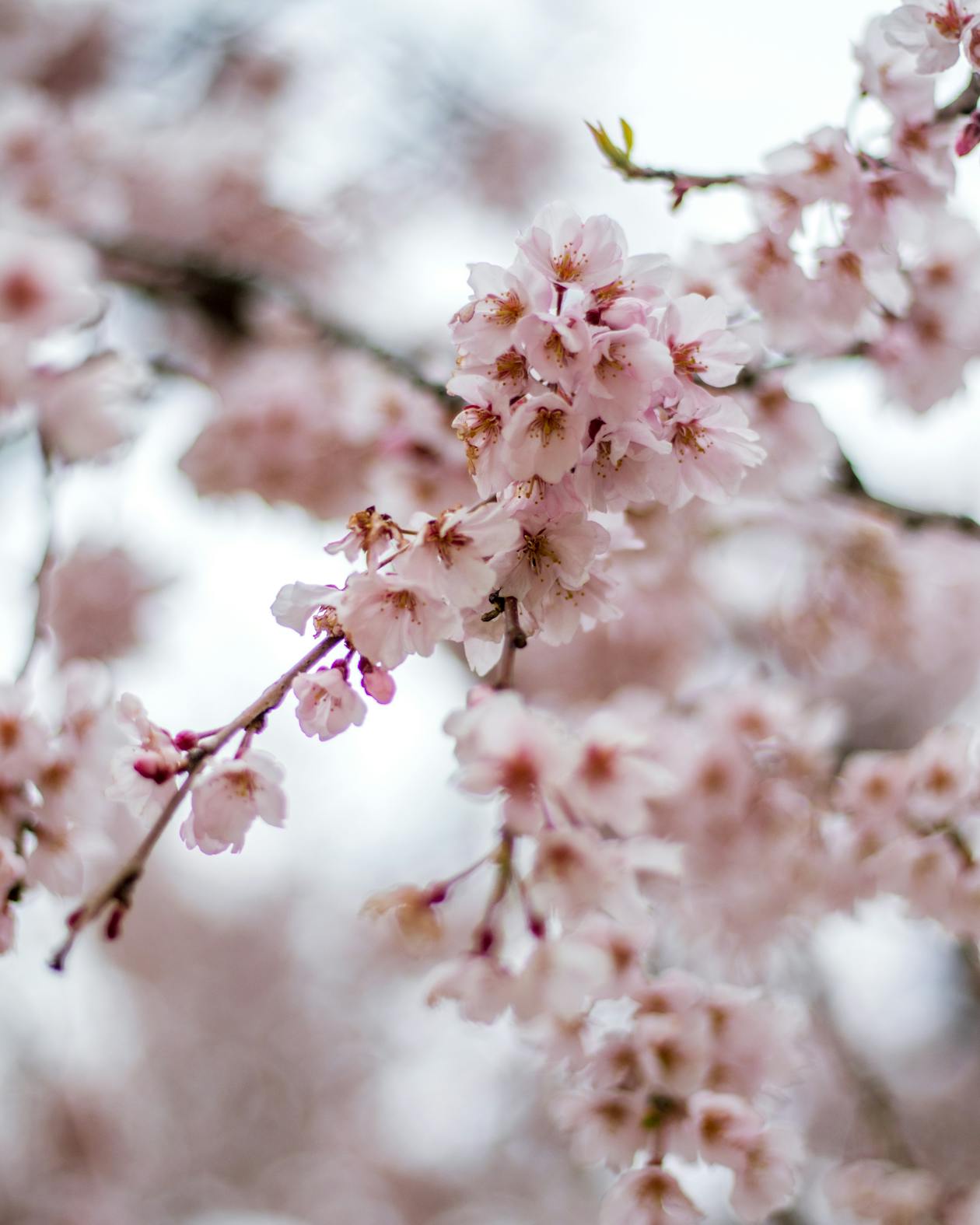 Beautiful cherry blossom trees in full bloom along a park path in South Korea
