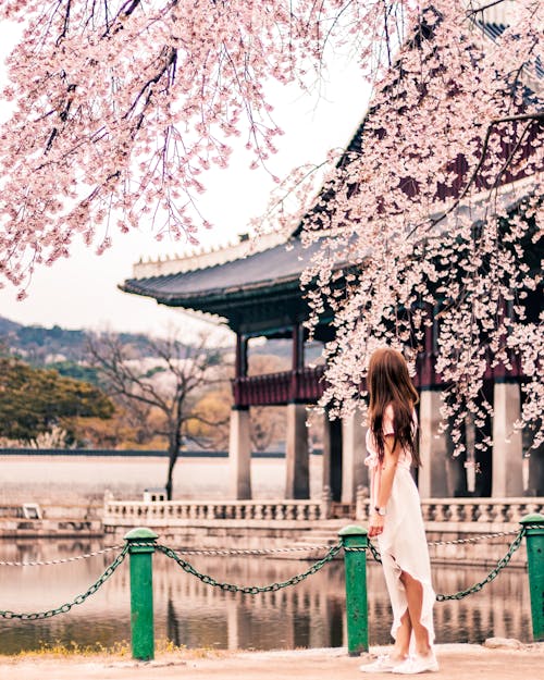 Základová fotografie zdarma na téma asiatka, Jižní Korea, květ třešně