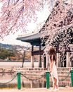 在韩国首尔，一名亚洲女子站在樱花树下