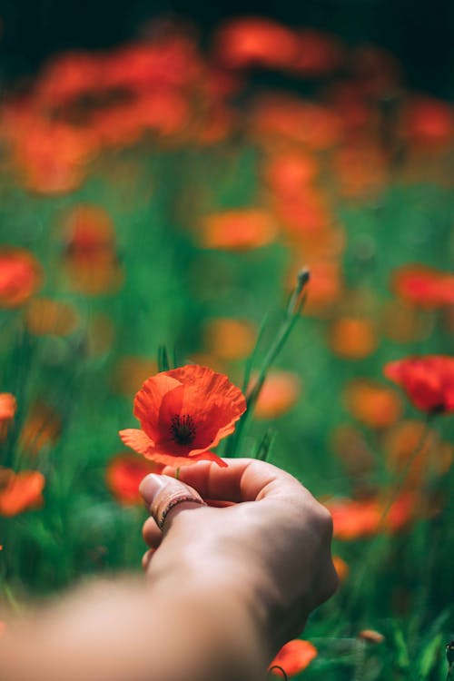 Close-Up Shot of a Person Holding an Orange Poppy