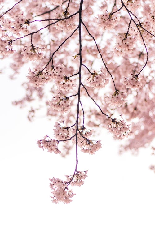 Free Cherry Blossom on White Background Stock Photo