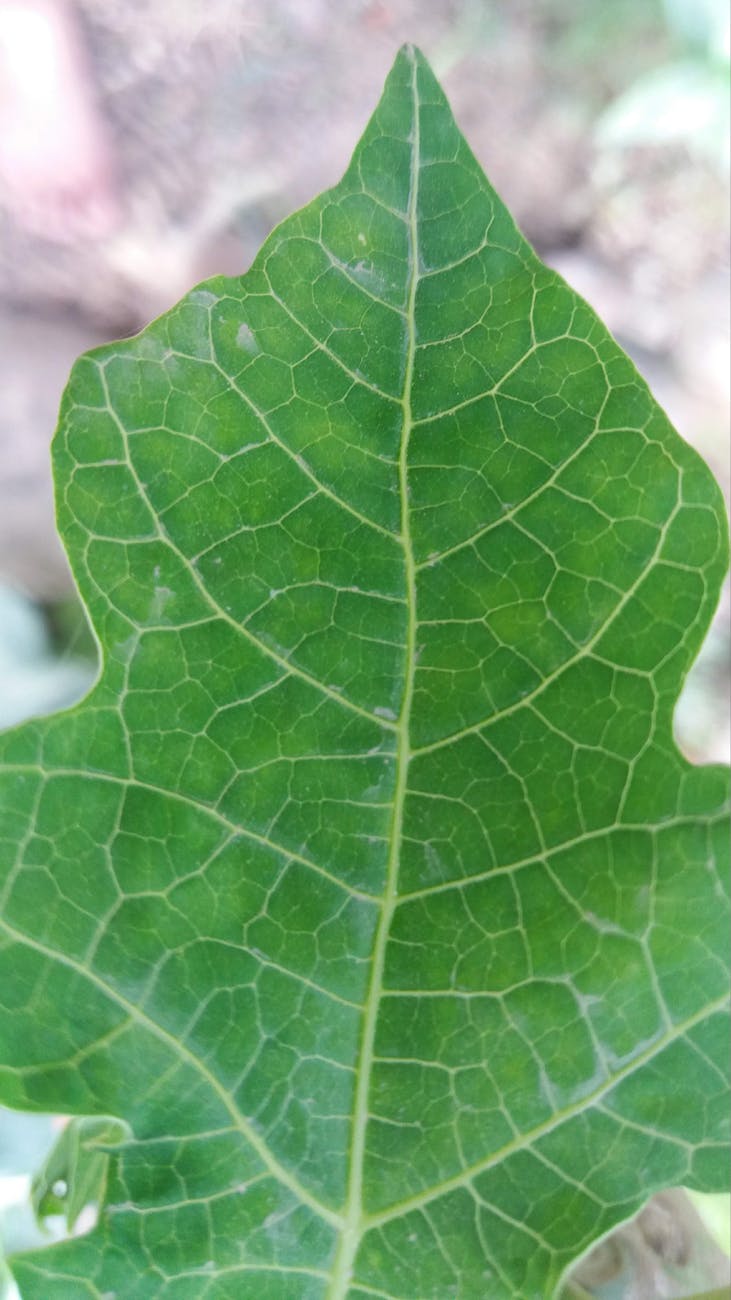 Mint Leaf 