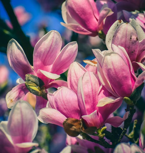 Free Blooming flowers on branch of magnolia liliiflora Stock Photo