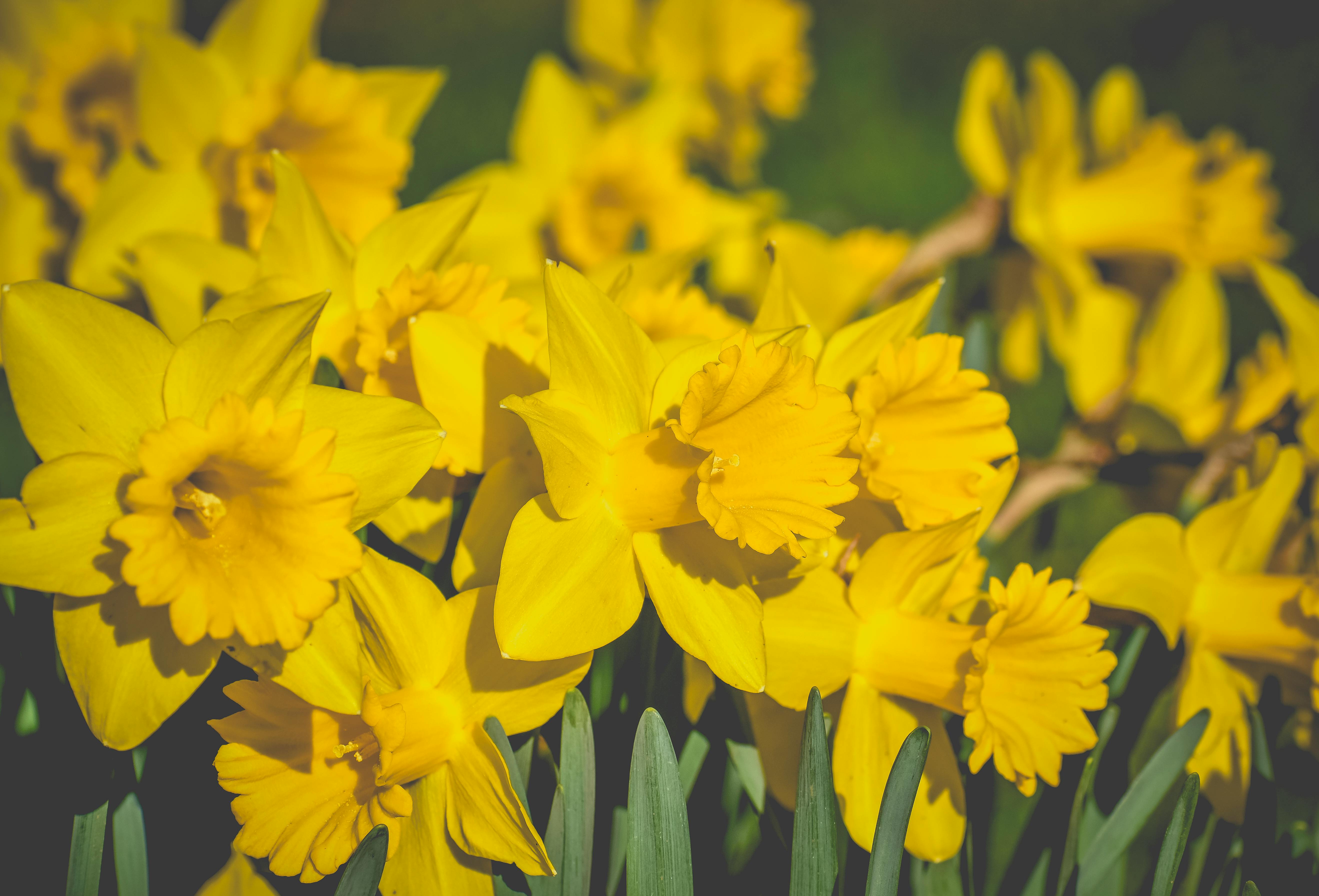 Yellow flowers growing in garden in summer sunlight · Free Stock Photo